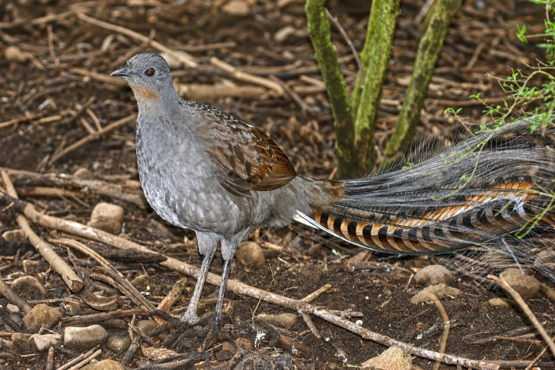 Superb Lyrebird in forest scrub