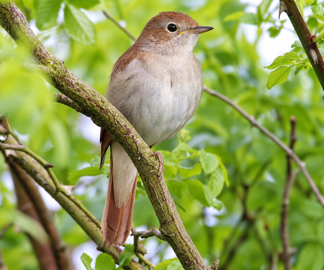 Common Nightingale perched in a hedgerow