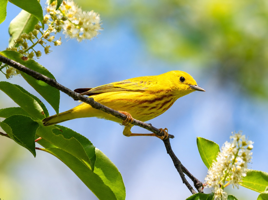 American Yellow Warbler among spring foliage
